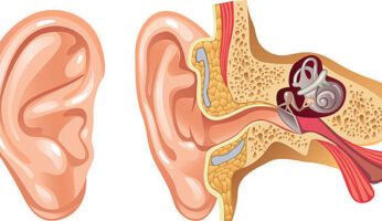 Células ciliadas del oído
