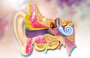 Nervio de aparato auditivo
